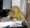 Spunky the Monkey.jpg