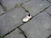 Lone Shoe.jpg