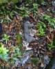 Dead Squirell.jpg